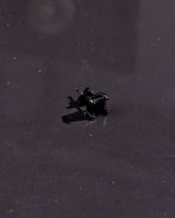 Classic Black Box Earring